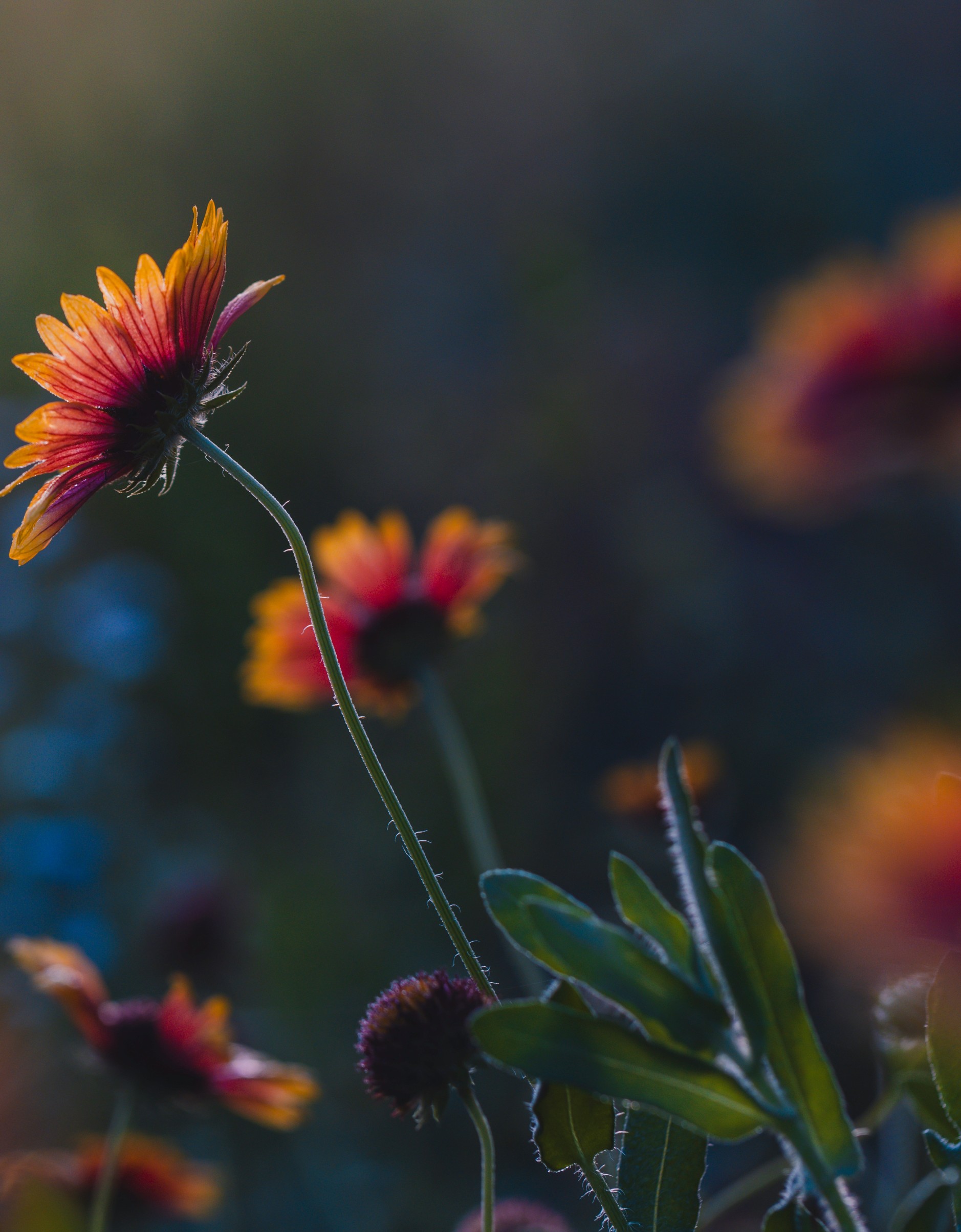 Wildflowers glowing in the evening sunlight